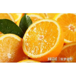 关于橙子的几个冷常识成熟的橙子竟是绿色！牛宝体育注册